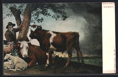 Toro con una mucca - , e