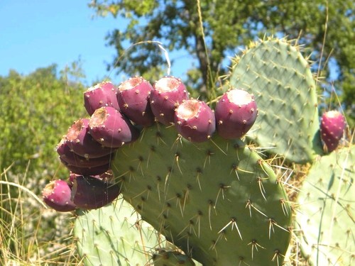 Opuntia ficus semi fico - di,
