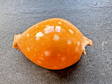 Cypraea guttata - , (gmelin,