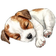 2 adesivi Jack Russell Terrier