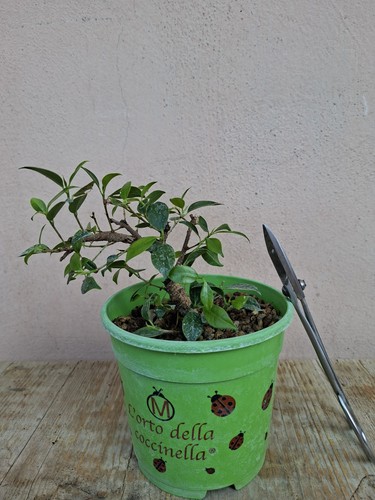 Pre bonsai ficus retusa - pre,