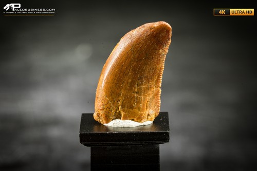 Dente fossile dinosauro - dente,