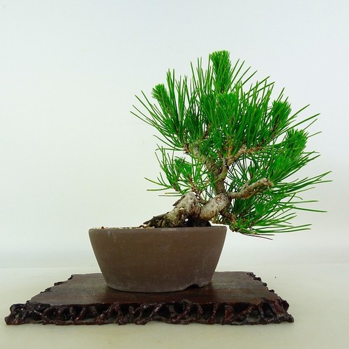 Pinus thunbergii vaso bonsai - pinus,