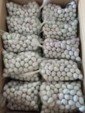 Borsa Di 100 Uova Finte In Plastica Per Canarini E Diamanti Di Gould