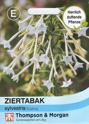 Tabacco ornamentale - ,