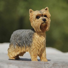JJM British Yorkshire Terrier