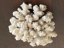 CORALLO Cespuglio bianco