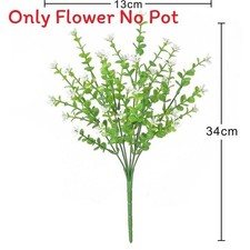 Eucalipto Robusta Smith Pianta