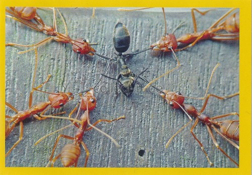 Panini national geographic - national,