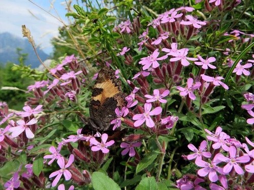 Pianta saponaria ocymoides - saponaria,