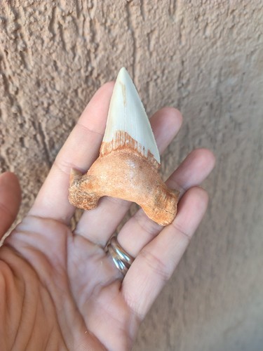 Fossili grande dente - fossili,