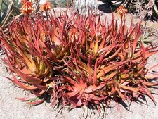 Aloe Cameronii - Red Aloe Vera
