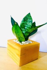 Vaso cactus in legno forma