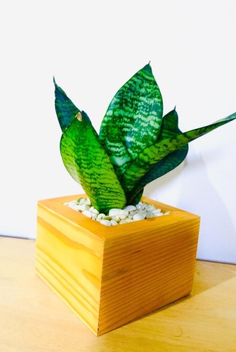 Vaso cactus legno forma - vaso,