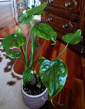 Rare Green On Green Variegated