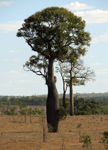 Graines arbre bouteille - d'arbre,
