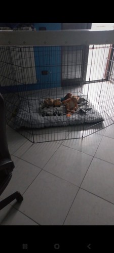 Recinto per cani interno - per, da