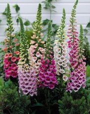 FINGERHUT EXCELSIOR MIX -