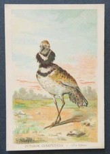 Immagine cromatica OUTARDE