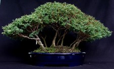 10 semi di TUIA (albero della