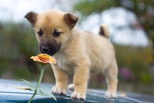 Fotomurale TESSUTO NON TESSUTO