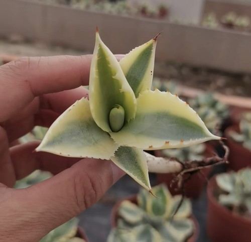 1pcs 10cm cactus pianta - 5-10cm,