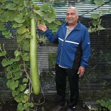15 semi di ZUCCA BOTTIGLIA