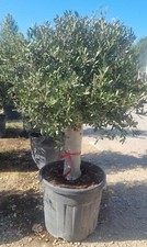 PIANTA DI ULIVO  A PALLA IN