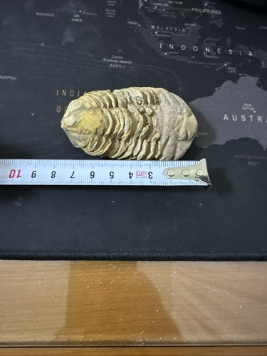 Trilobite fossile cm - 8,