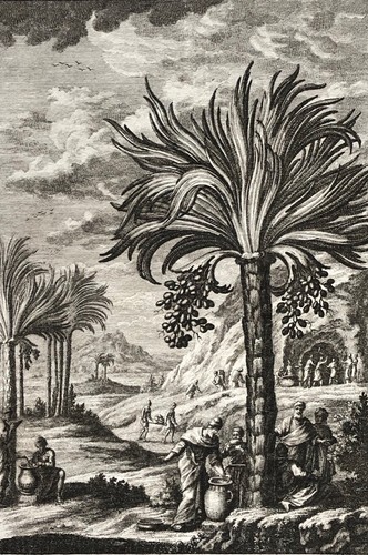 Palmae metalla palestina - palmae,
