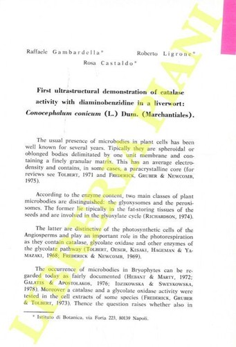 Gambardella raffaele ligrone - gambardella,