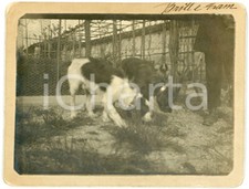 1900 ca LOMBARDIA - CANI - Ritratto segugi Brill e Fram in campagna (2) Foto
