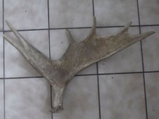 CORNA DI ALCE SVEDESE