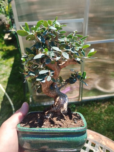 Bonsai olea europaea - di,