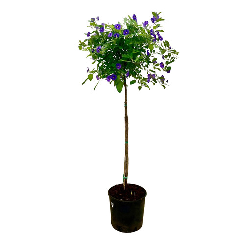 Pianta solanum rantonetti - solanum,