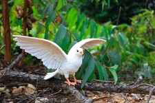 Statua da giardino piccione