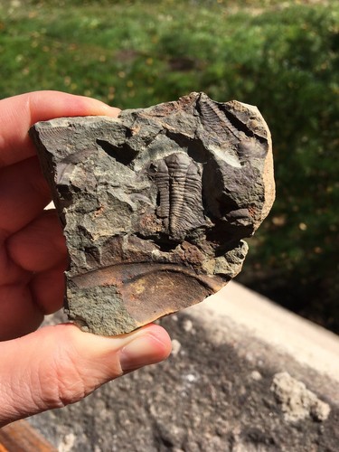 Trilobite fossile cambrien - fossile,
