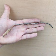 Pterocactus tuberosus CAUDEX