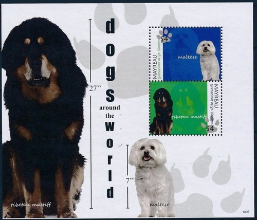 Vincent 2010 cani maltese - 2010,