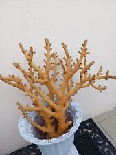 Grande corallo naturale grezzo