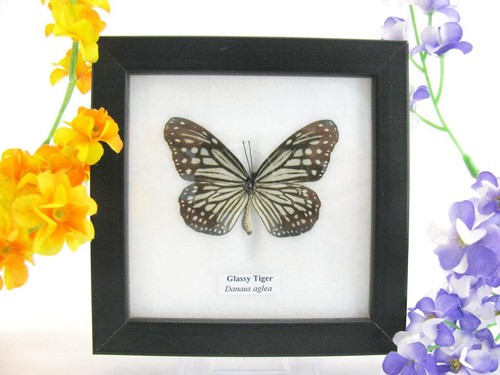 Glassy tiger vera farfalla - -,