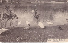 Roma - Giardino Zoologico - Fiamminghi - fp nv