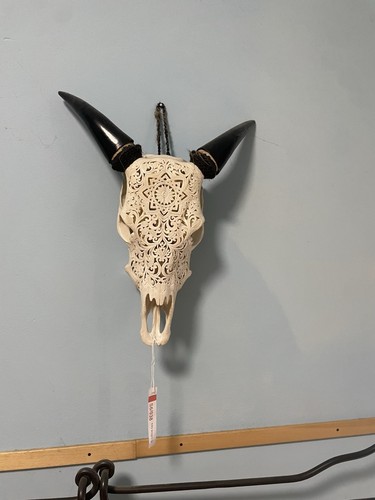 Cranio mucca osso vero - in,