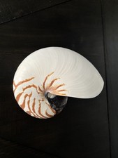 Conchiglia vera tigre camerata