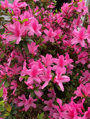 Pink azalea shrub 14 - azalea,