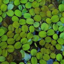 Salvinia natans 30 piantine / pianta galleggiante acquario dolce caridine betta 