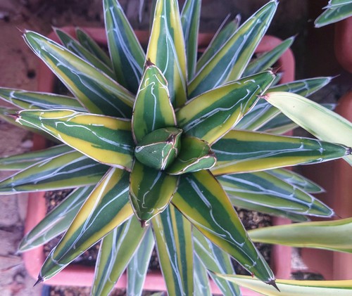 Agave victoriae reginae kazo - victoriae, "kazo