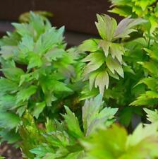 Levisticum officinale, Lovage, Maggi Plant, Culinary Herb - 300 Semi