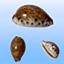 Cypraea lynx f. williamsi, El Quseir, Egypt, Red Sea, 41,1 mm, SELECTED SPECIMEN