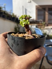 Bonsai Portulacaria Afra
